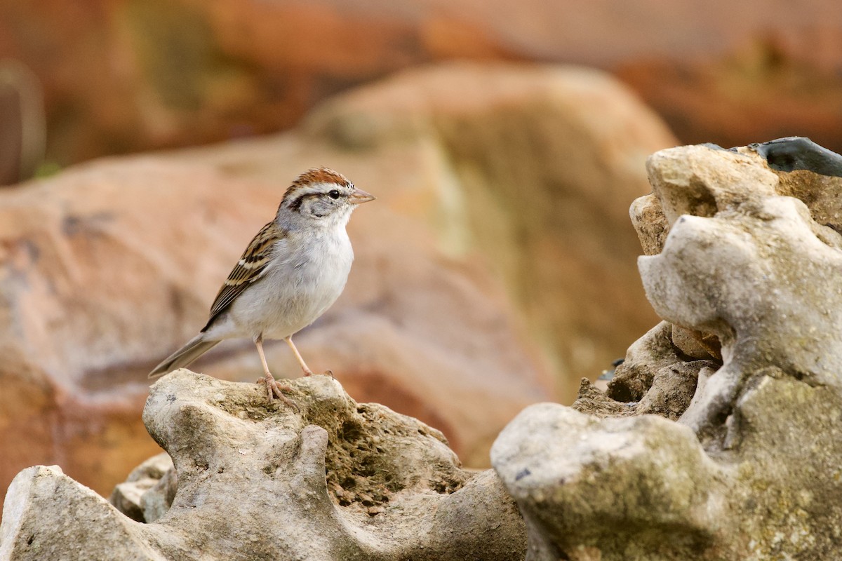 Cırcır Sesli Serçe - ML652589887