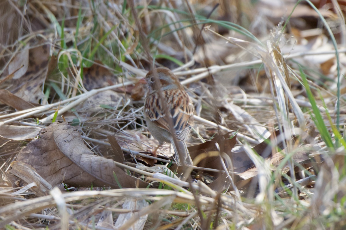 Карнатка польова - ML652589912