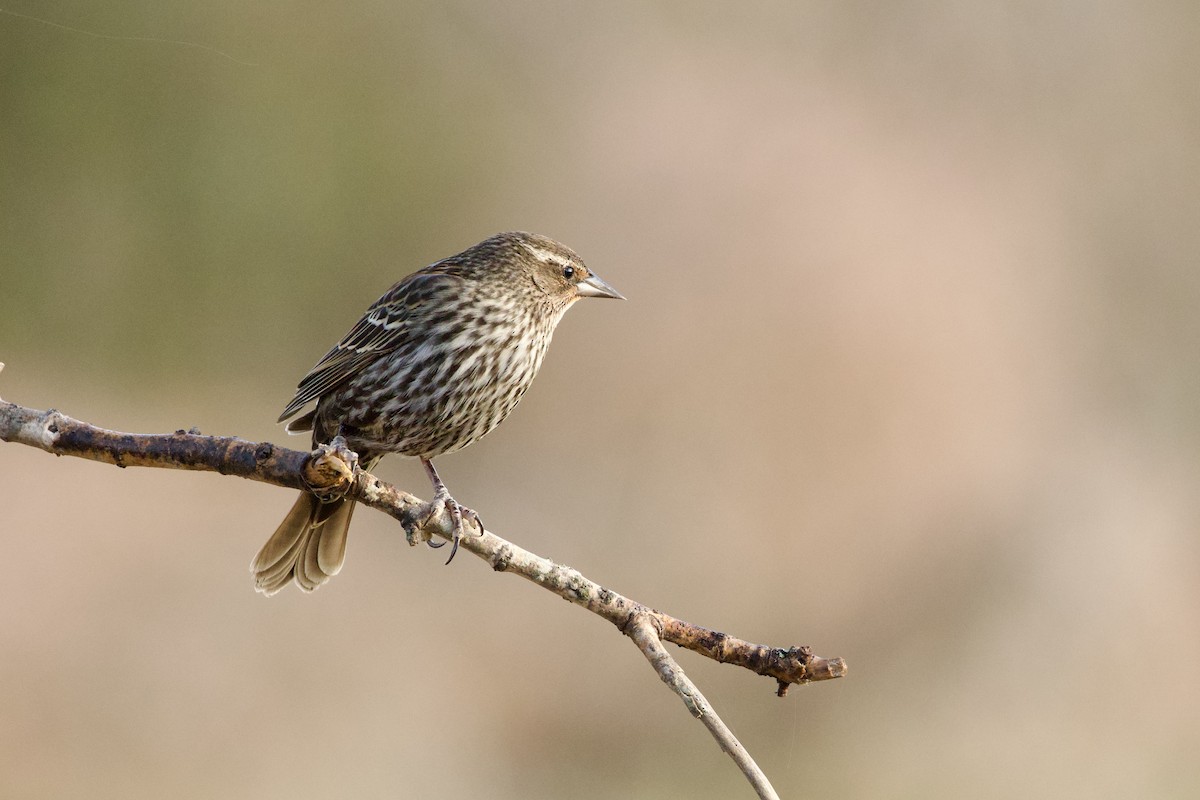 Al Kanatlı Karatavuk - ML652589922