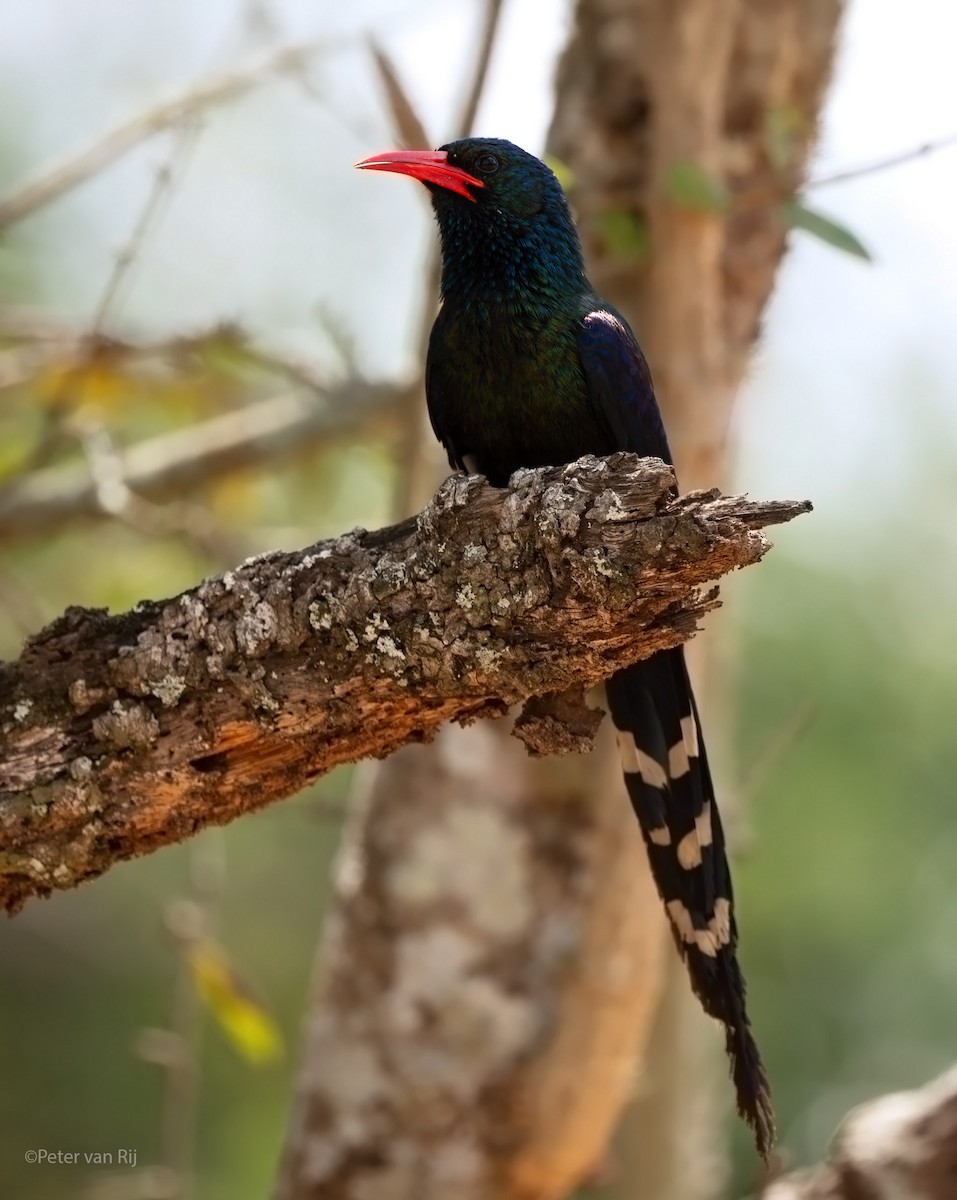 Green Woodhoopoe - ML652589923