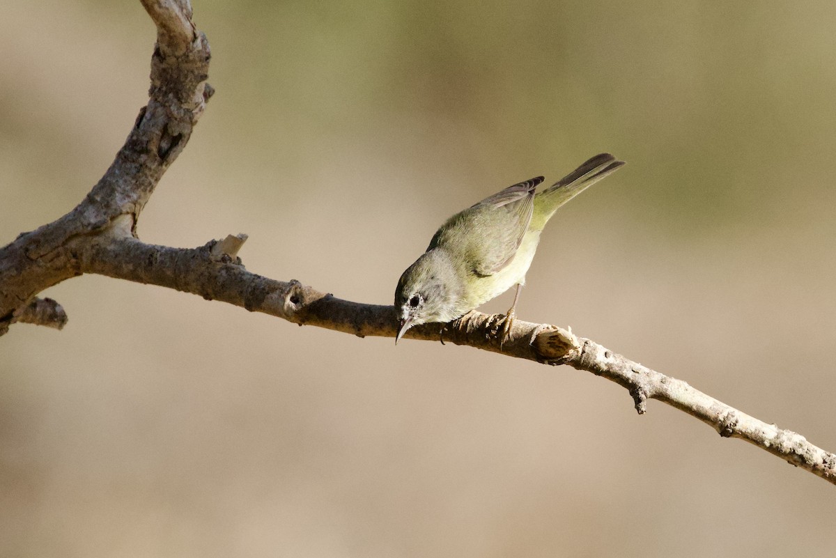 Turuncu Taçlı Ötleğen - ML652589951