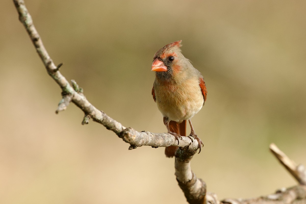 Kırmızı Kardinal - ML652589978