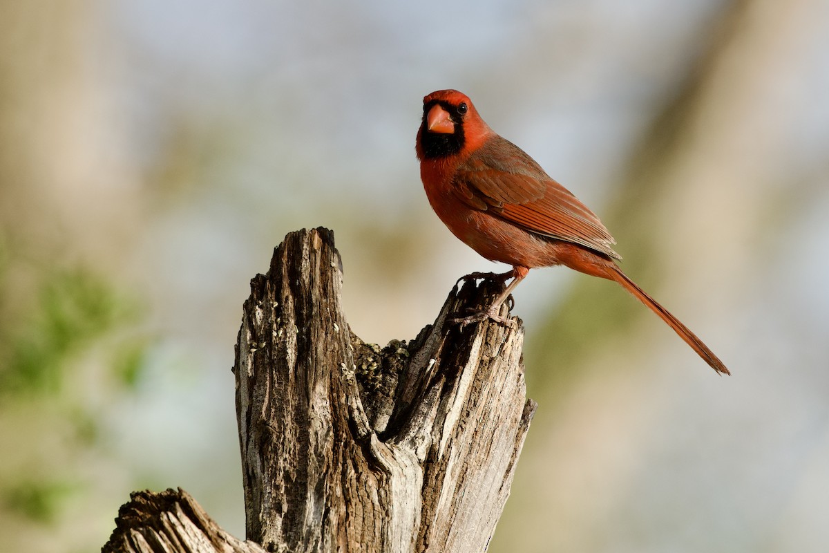 Kırmızı Kardinal - ML652589979