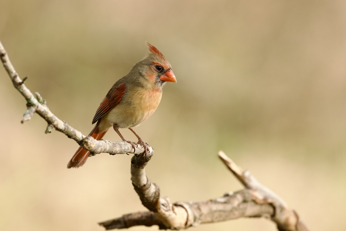 Kırmızı Kardinal - ML652589980