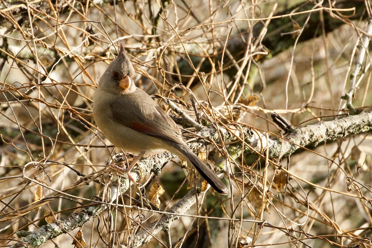 Arizona Kardinalı - ML652589988