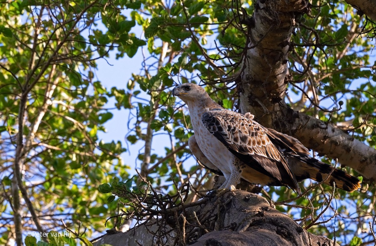 Crowned Eagle - ML652590036