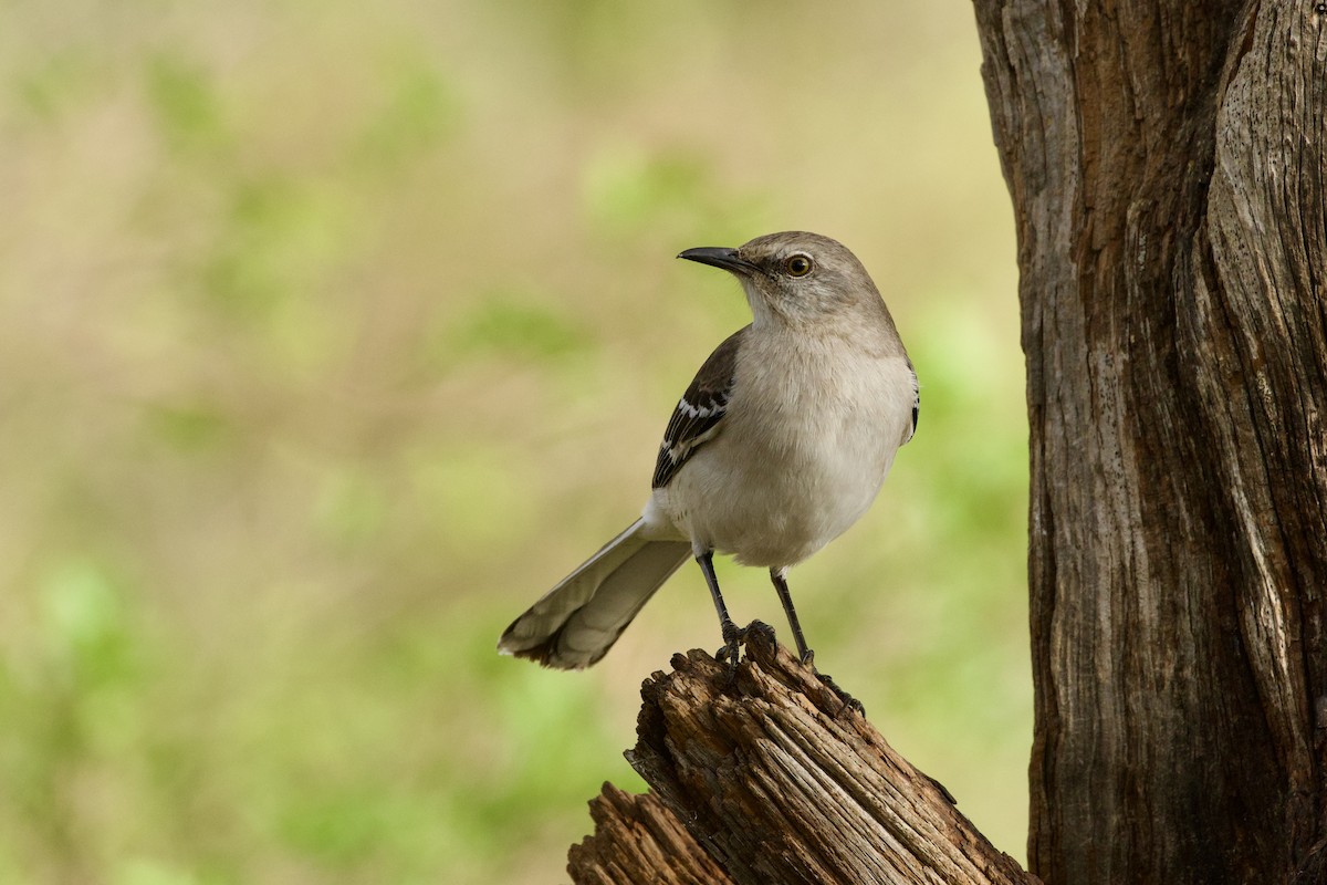 Kuzeyli Taklitçi - ML652590049