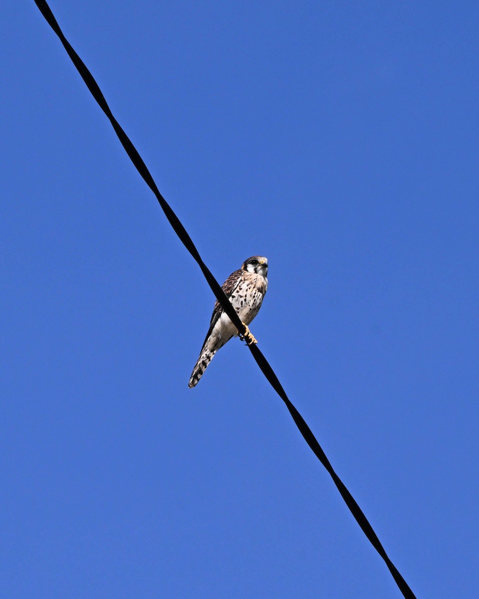 Cernícalo Americano - ML652590099
