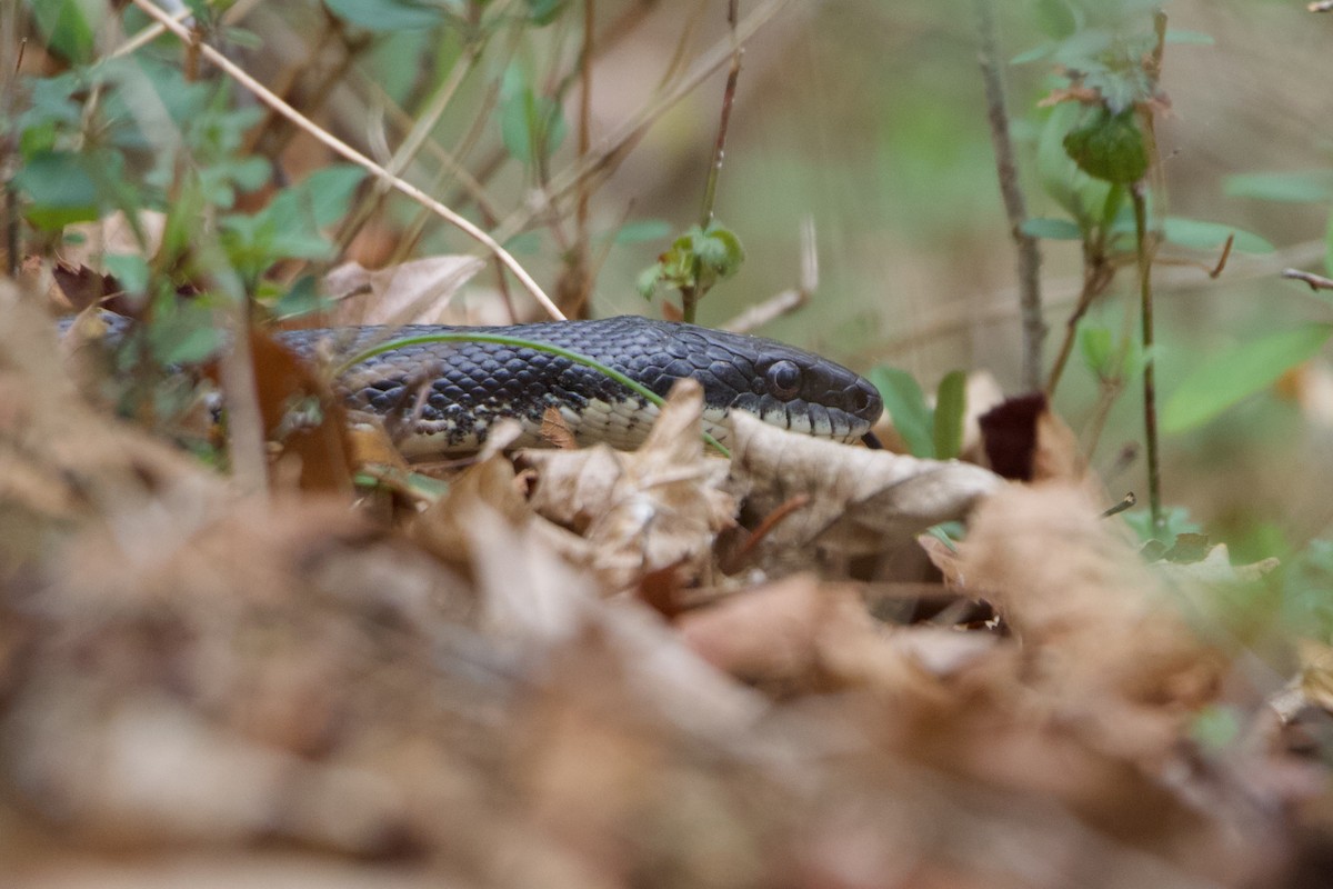 Eastern Ratsnake - ML652590106