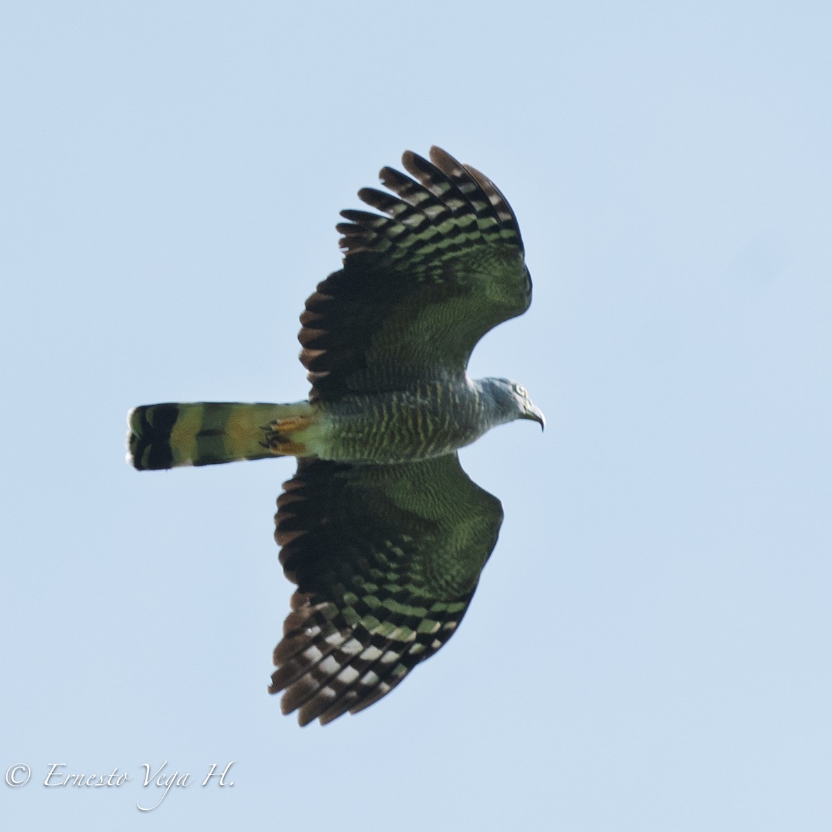 Langschnabelweih - ML652590117