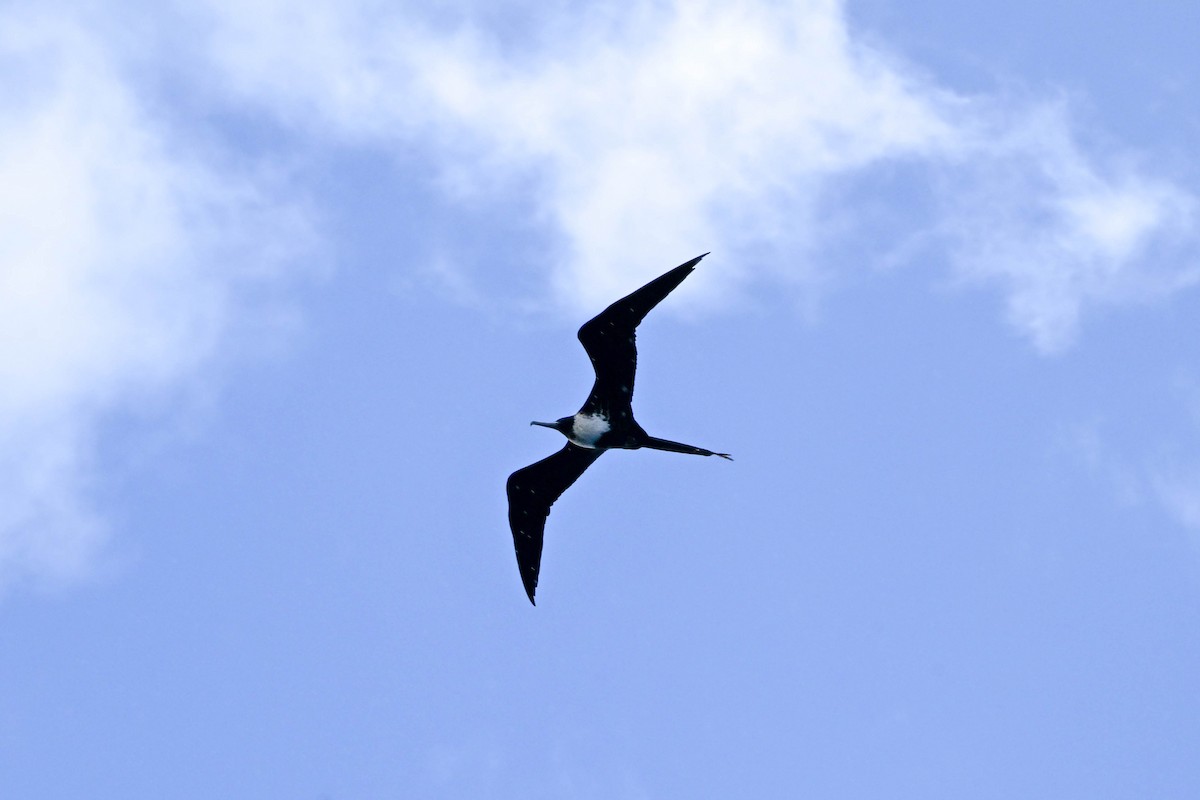 Rabihorcado Magnífico - ML652590171