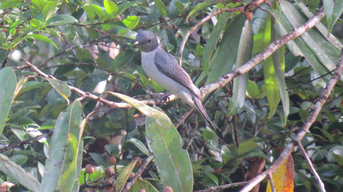 Madagascar Cuckooshrike - ML652590206