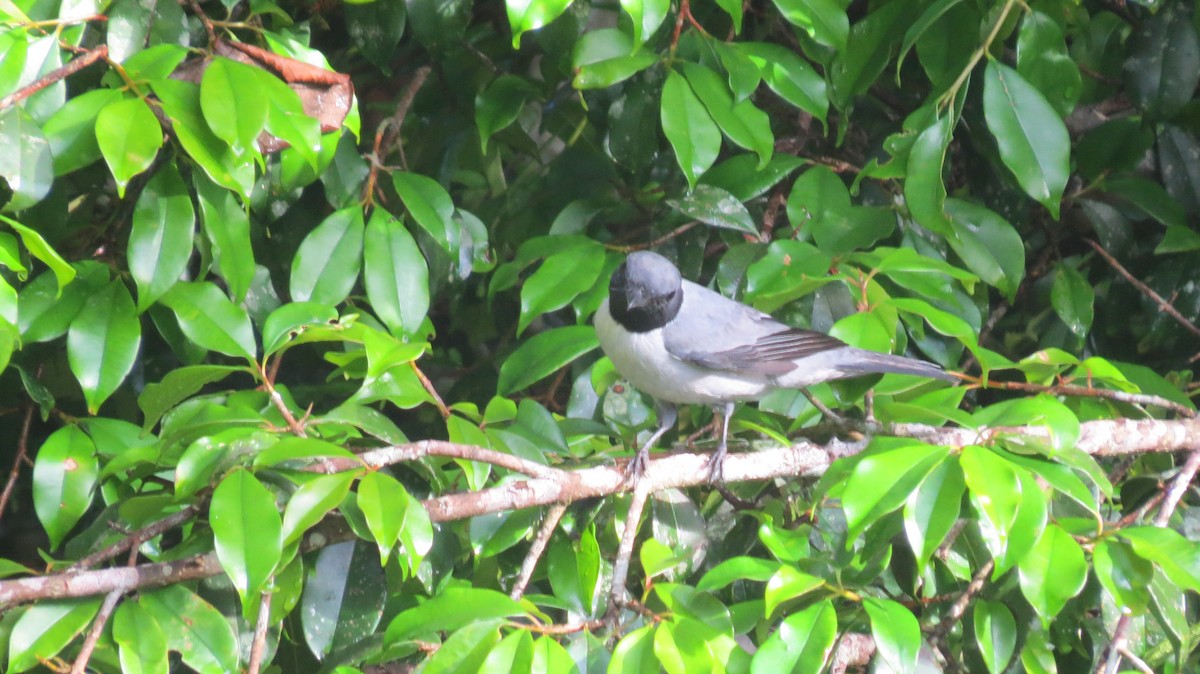 Madagascar Cuckooshrike - ML652590223