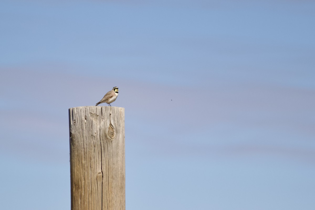 ハマヒバリ - ML652590316