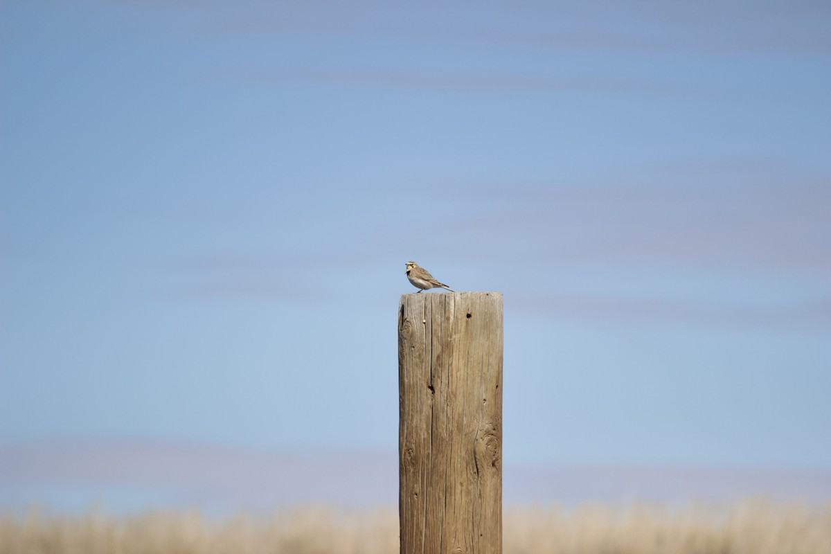 ハマヒバリ - ML652590317