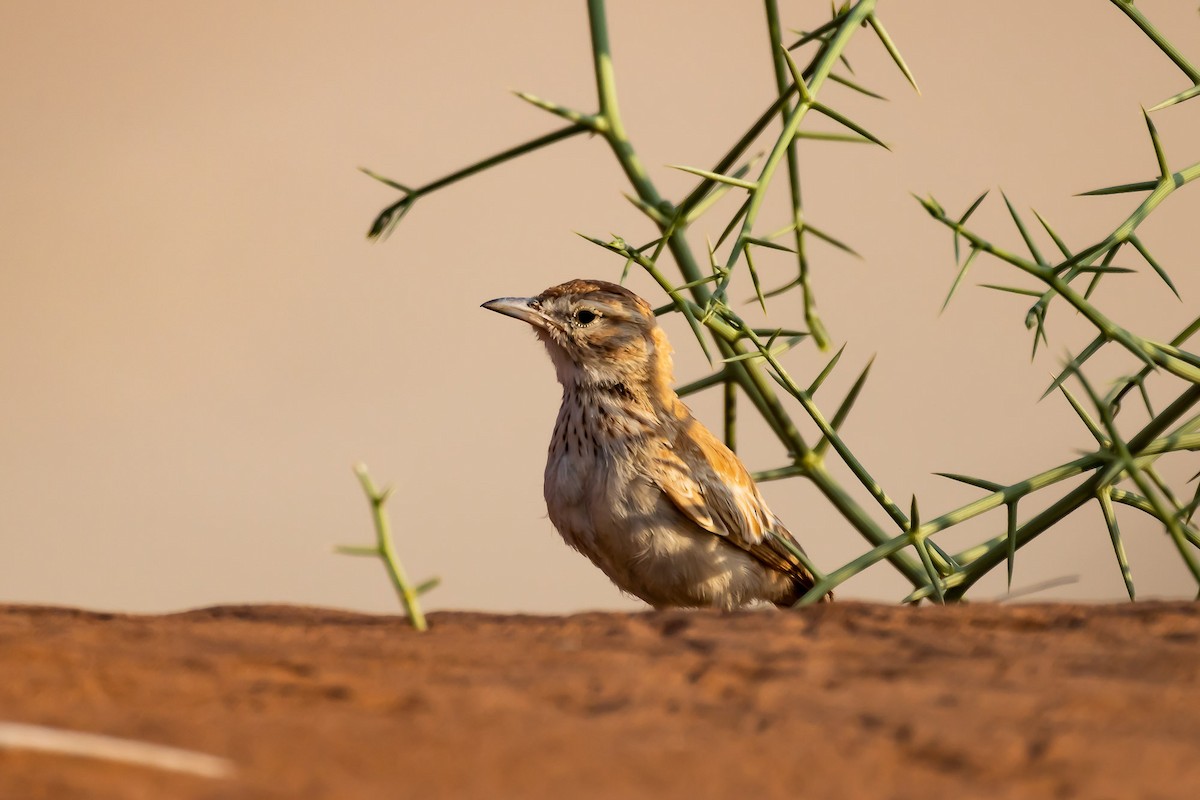 Dune Lark (Dune) - ML652590338