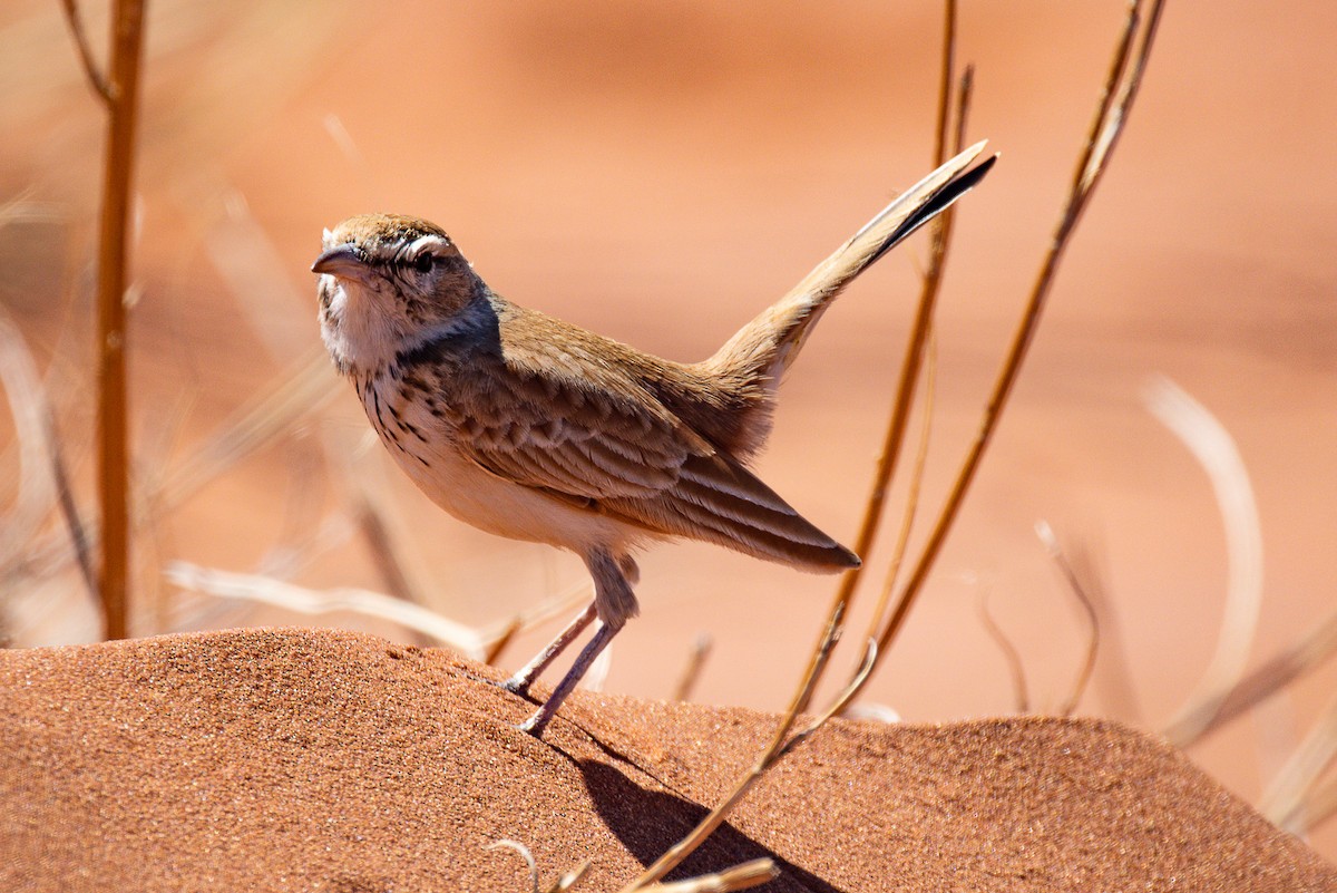 Dune Lark (Dune) - ML652590339