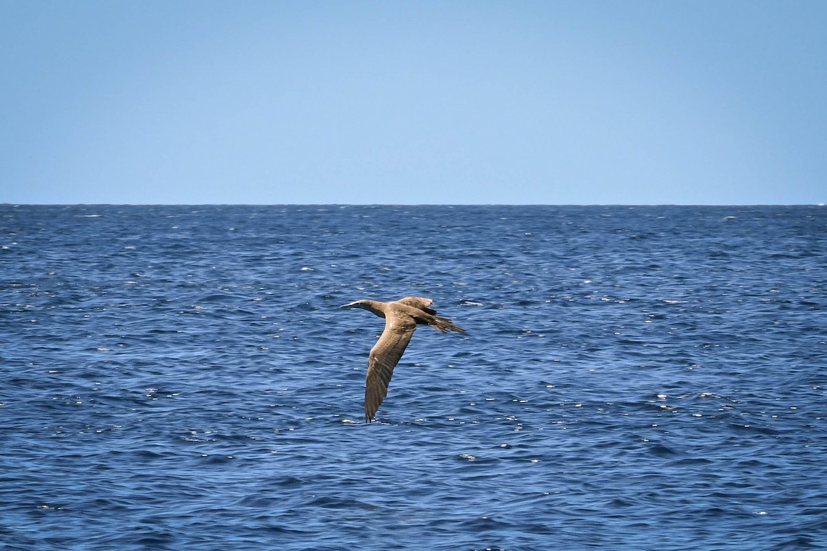 Piquero Pardo - ML652590349