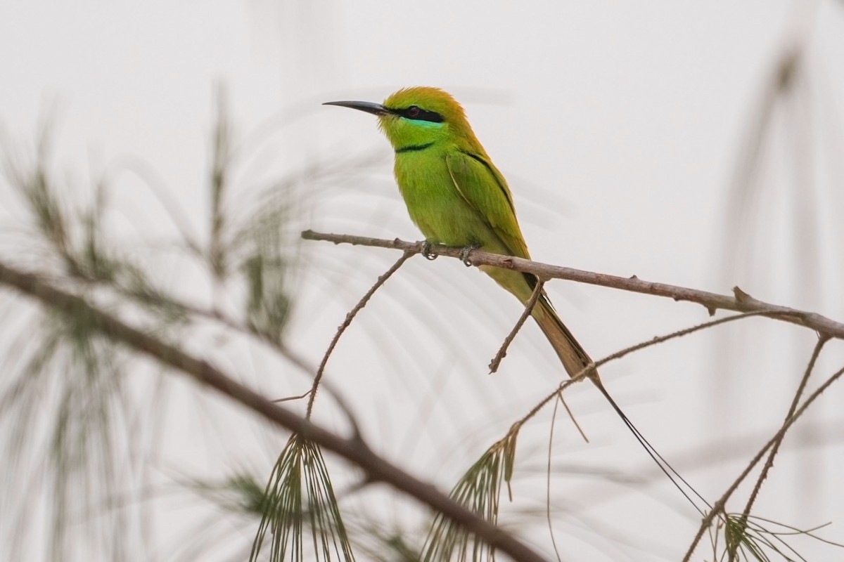 שרקרק צהוב גרון - ML652590703