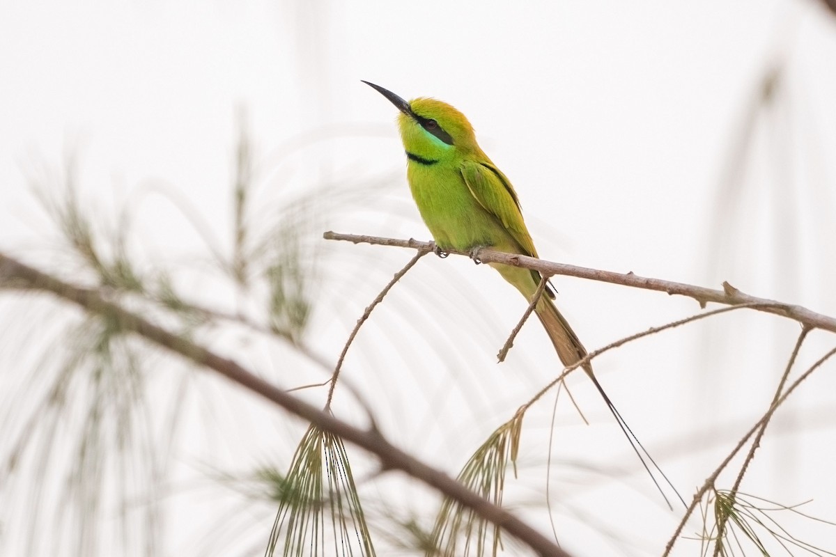 שרקרק צהוב גרון - ML652590704