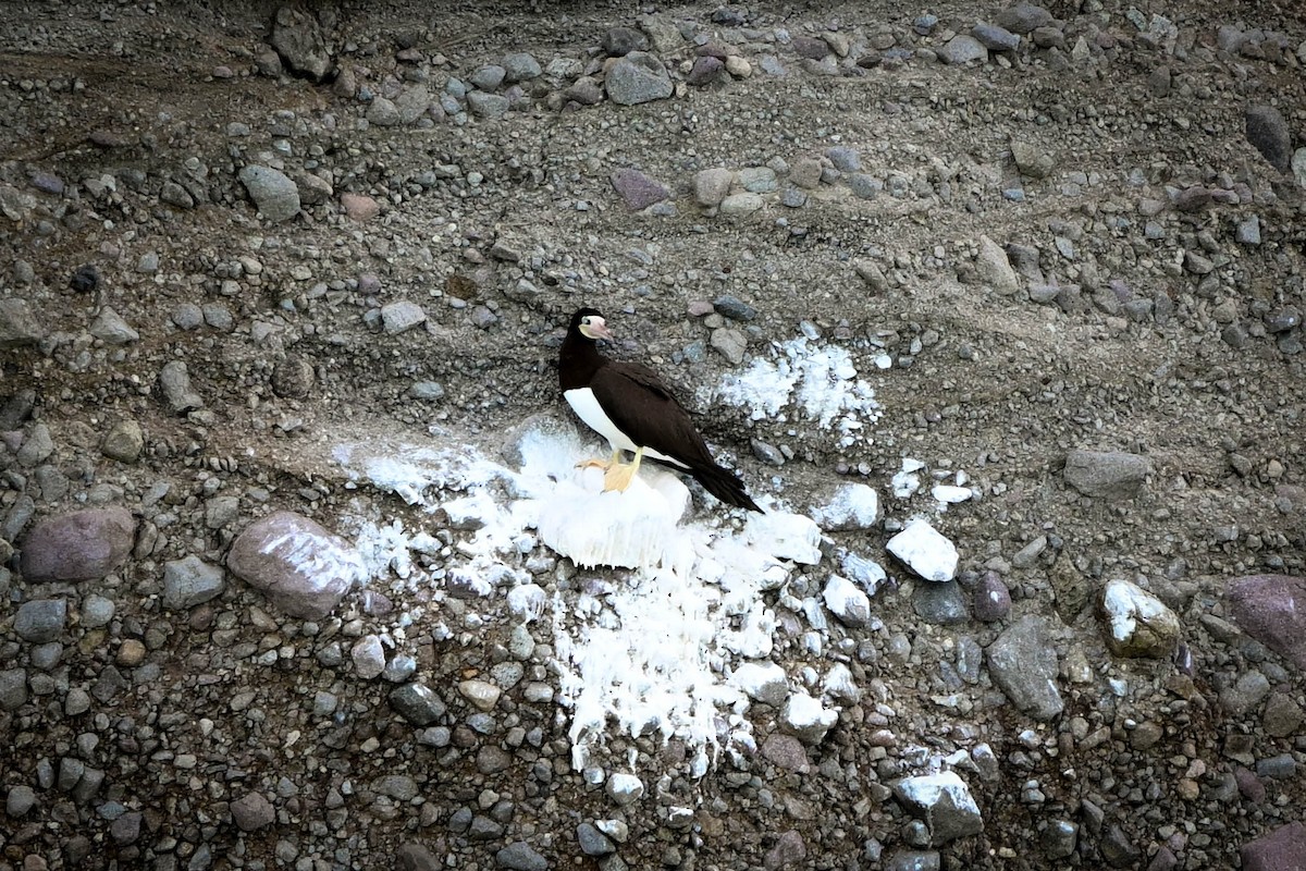 Piquero Pardo - ML652590710