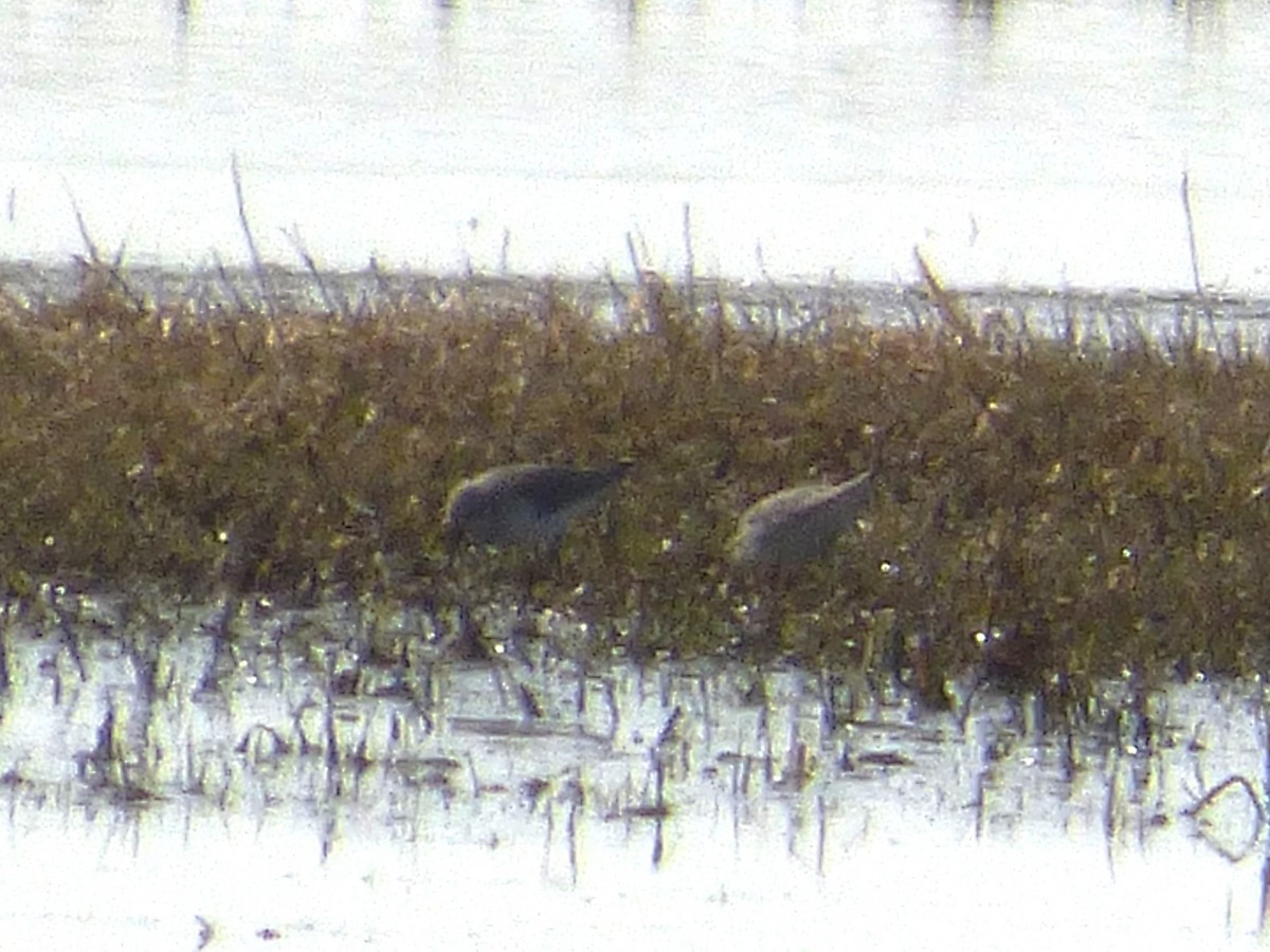 Kara Karınlı Kumkuşu - ML652590872