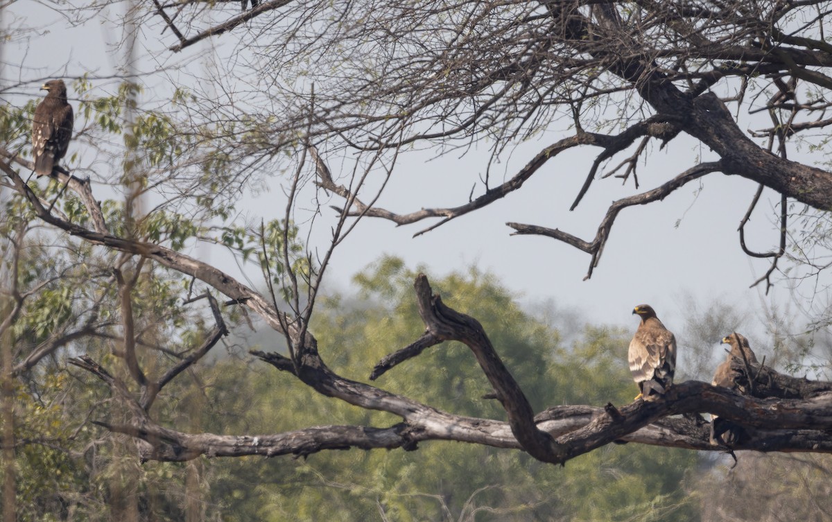 ソウゲンワシ - ML652590884