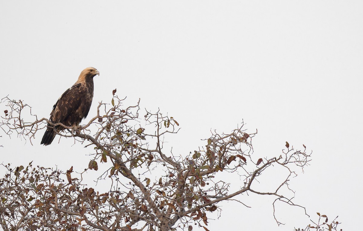 カタシロワシ - ML652591017