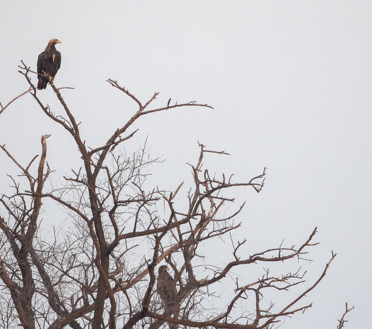 カタシロワシ - ML652591023