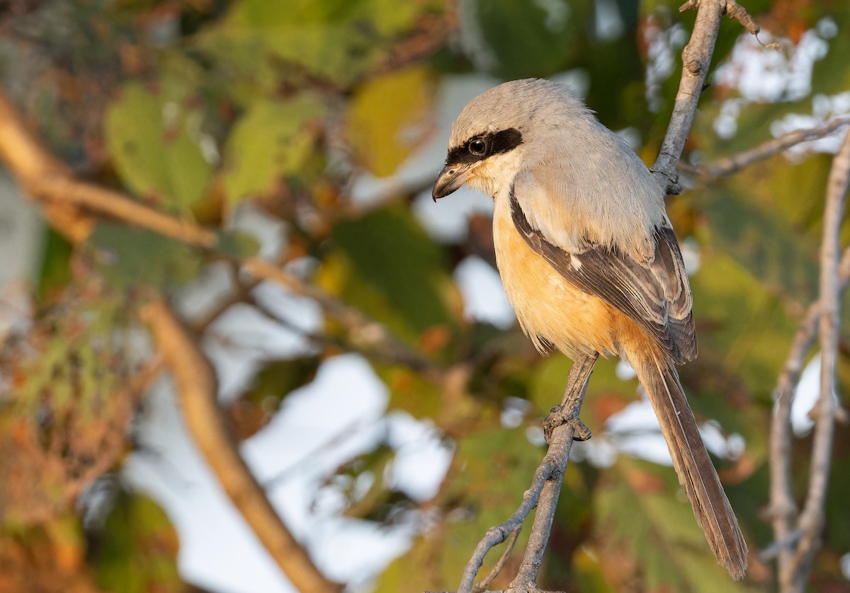 タカサゴモズ - ML652591077