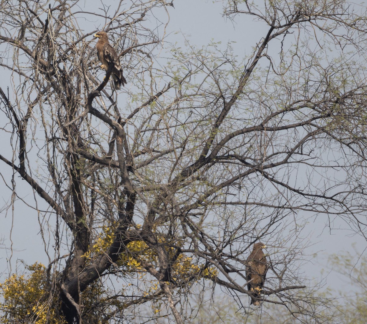 カラフトワシ - ML652591207