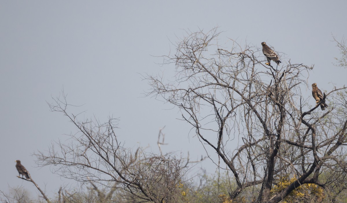 カラフトワシ - ML652591217