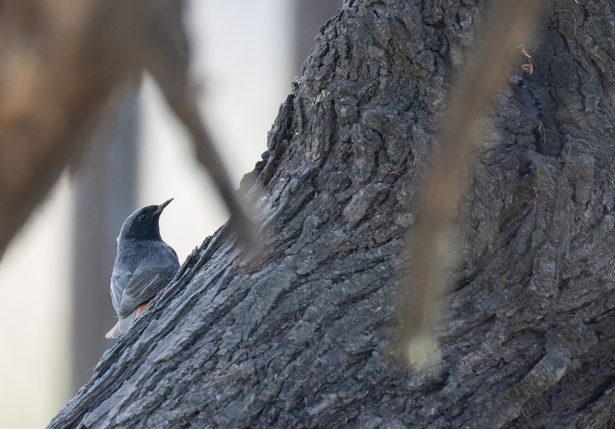 クロジョウビタキ - ML652591303