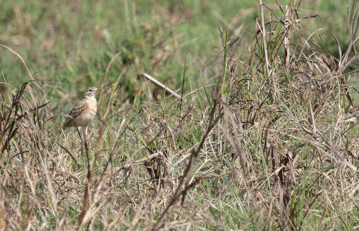 ヒメマミジロタヒバリ - ML652591308