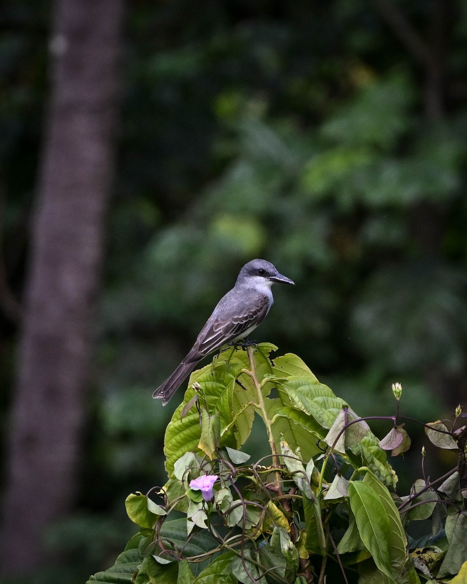 Tirano Dominicano - ML652591326