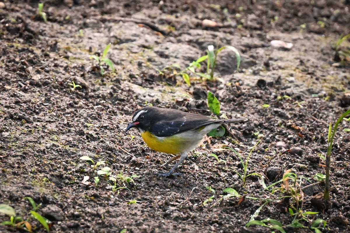 Platanero - ML652591404