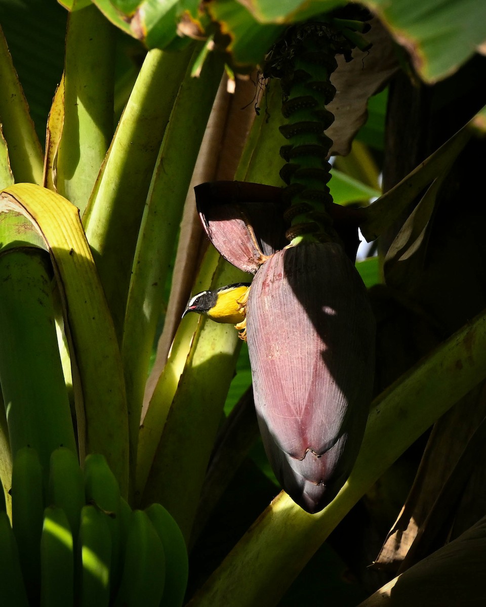 Platanero - ML652591409