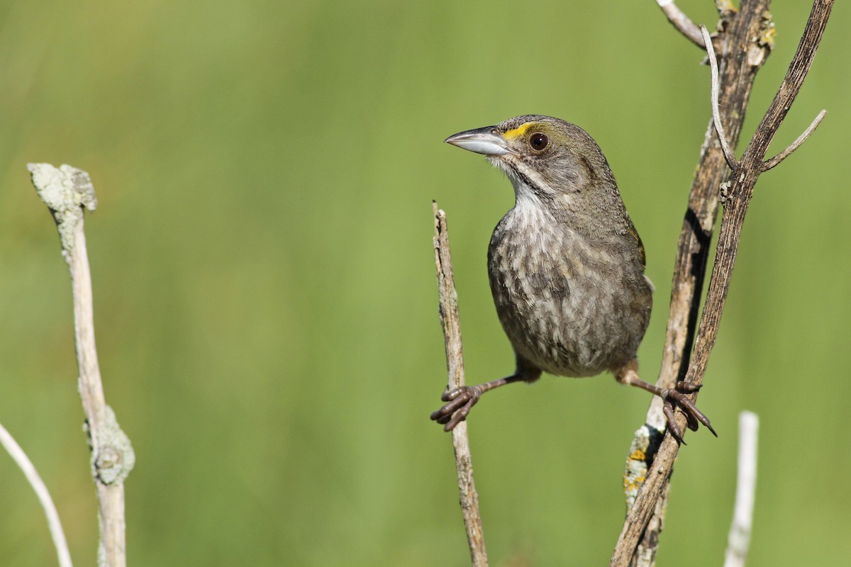 Seaside Sparrow (Atlantic) - Evan Lipton