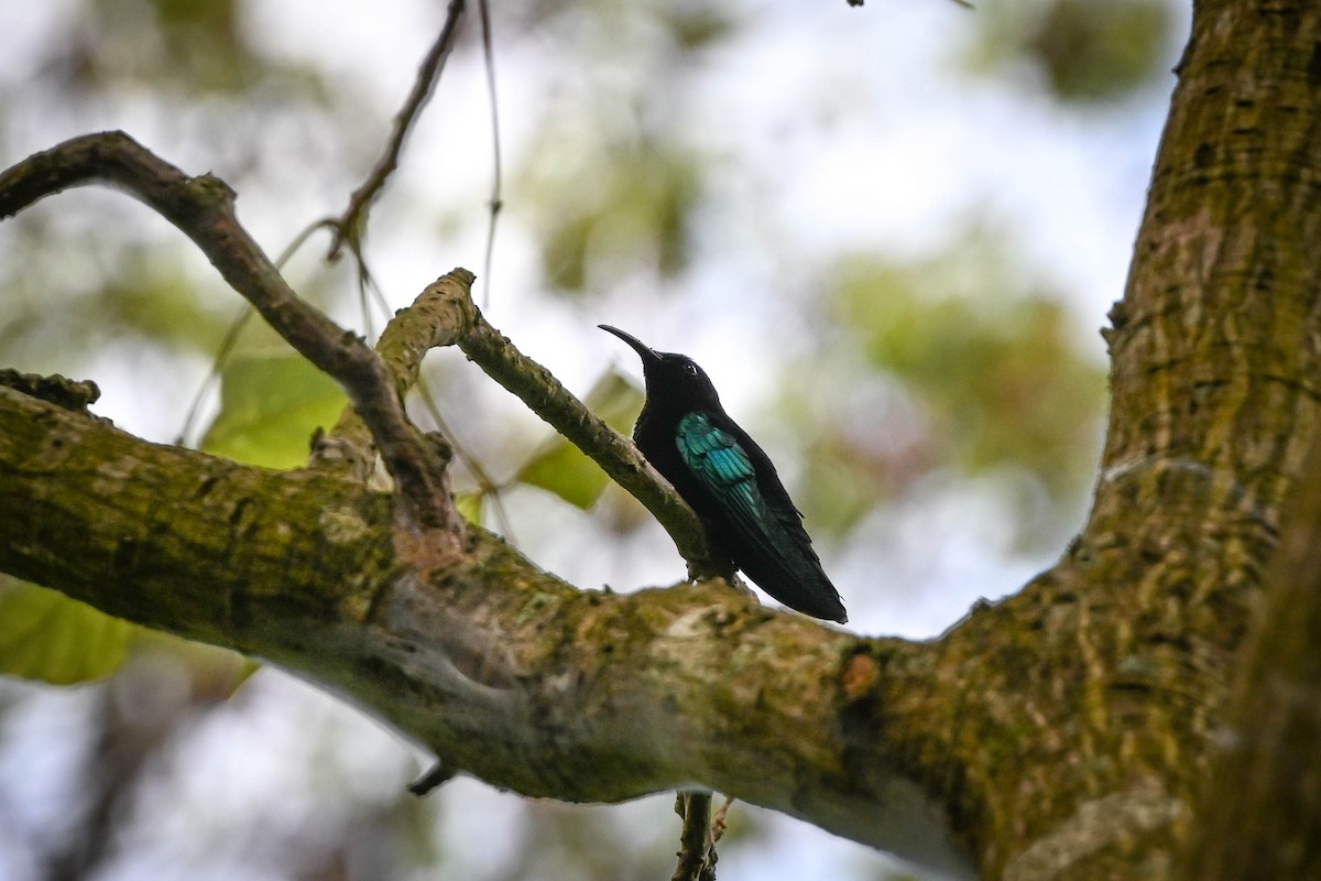 Colibrí Caribeño Gorjimorado - ML652591540