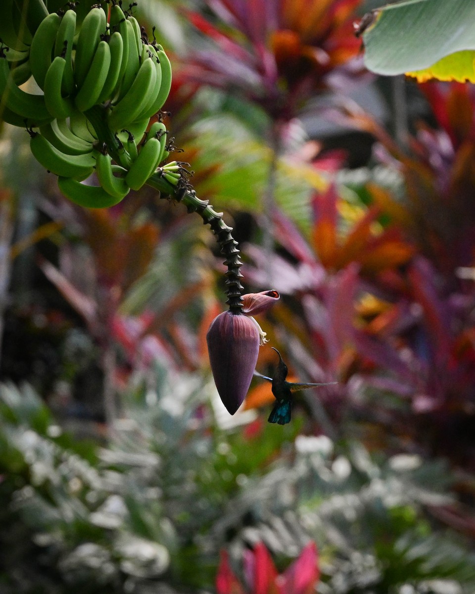 Colibrí Caribeño Gorjimorado - ML652591542