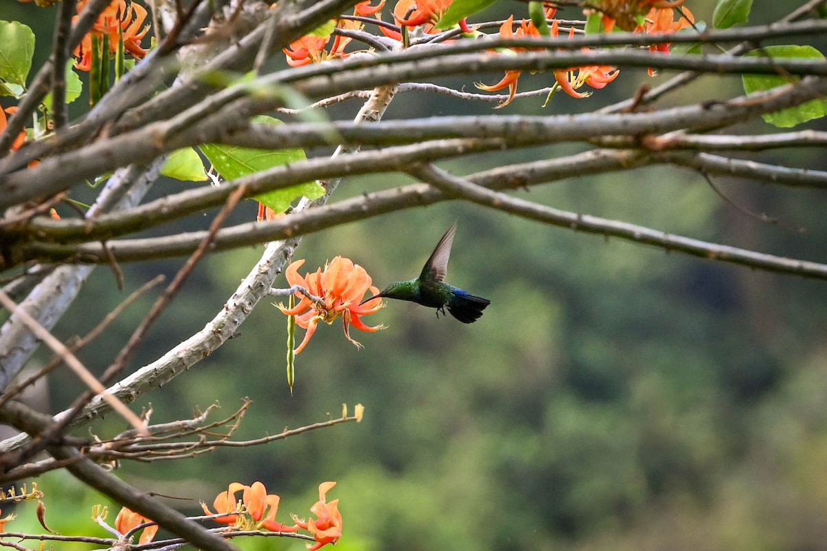 Colibrí Caribeño Gorjiverde - ML652591607