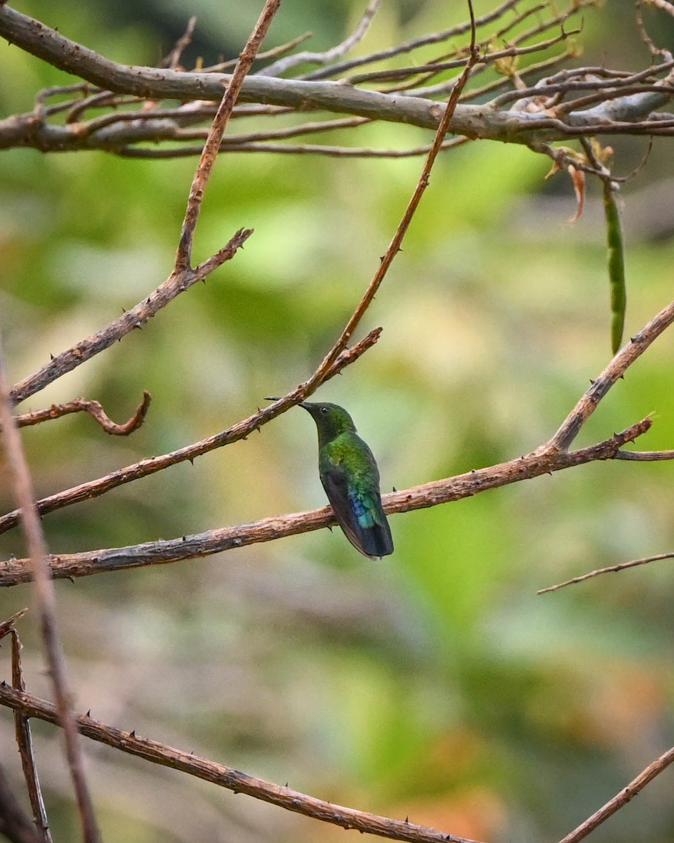 Colibrí Caribeño Gorjiverde - ML652591674