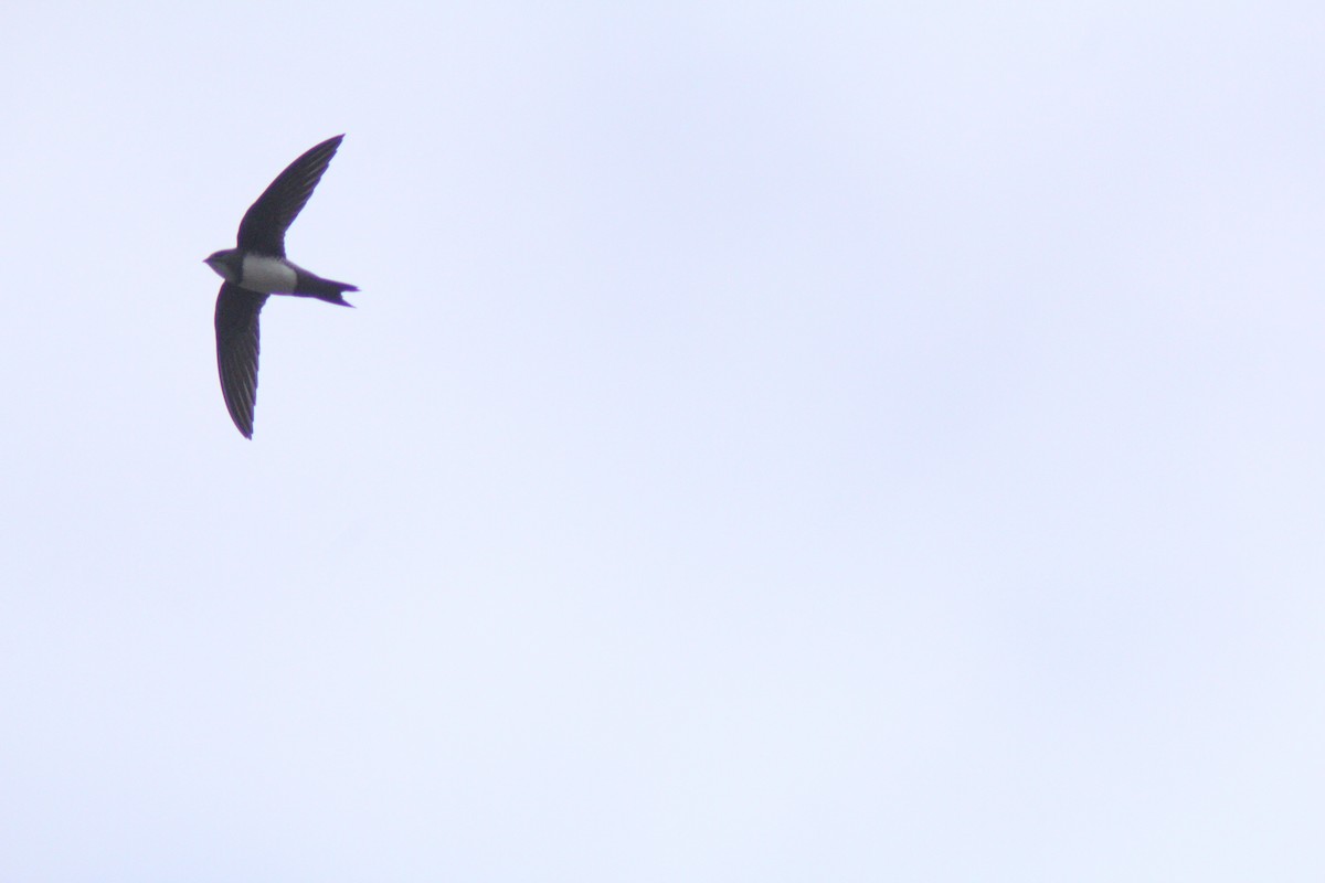 Alpine Swift - ML652591884