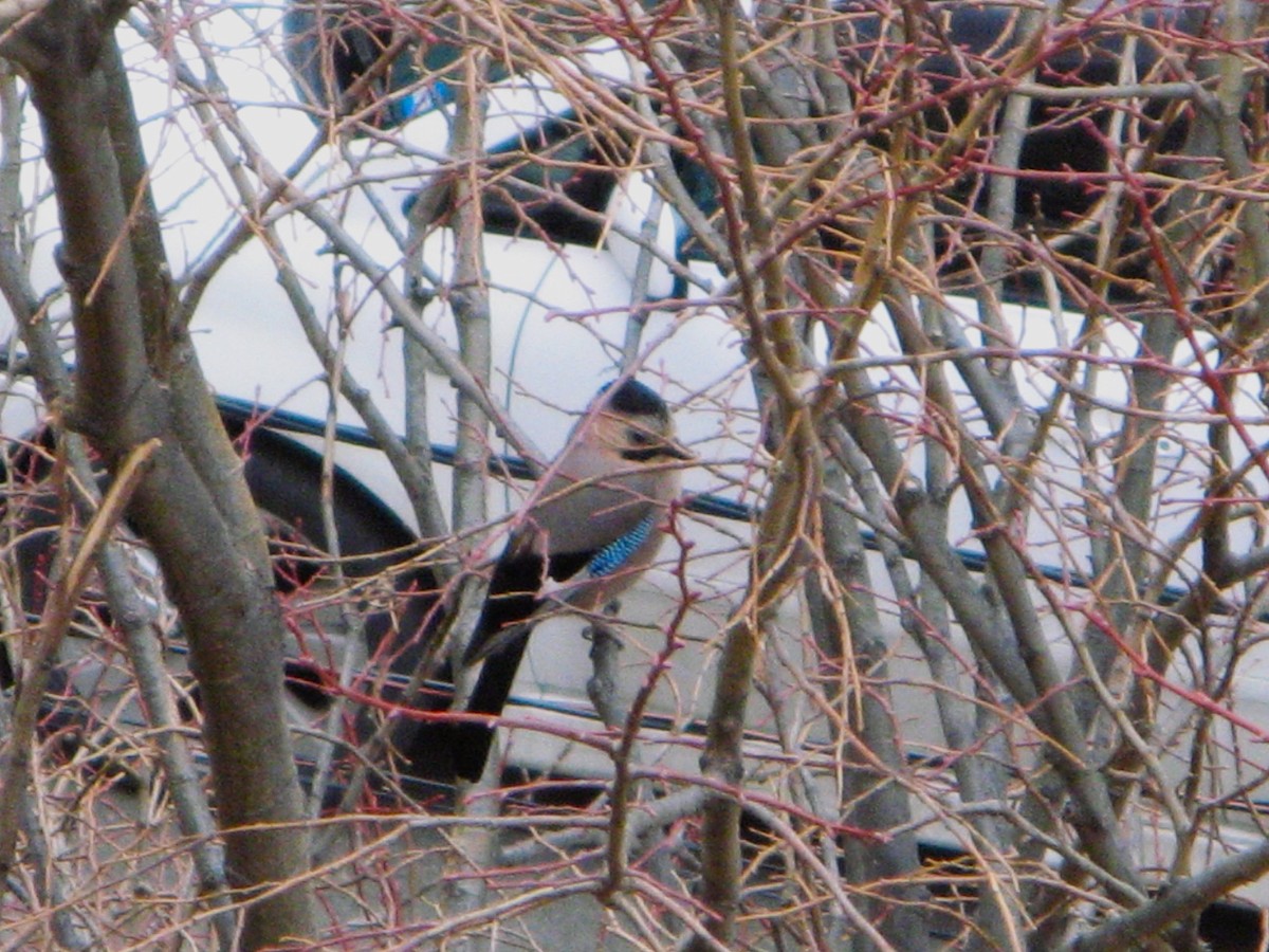 Eurasian Jay - ML652591886