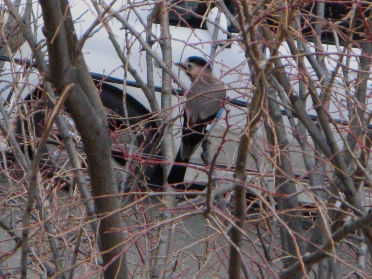 Eurasian Jay - ML652591887