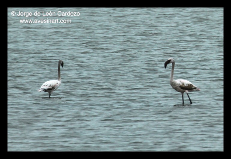Lesser Flamingo - ML652592040