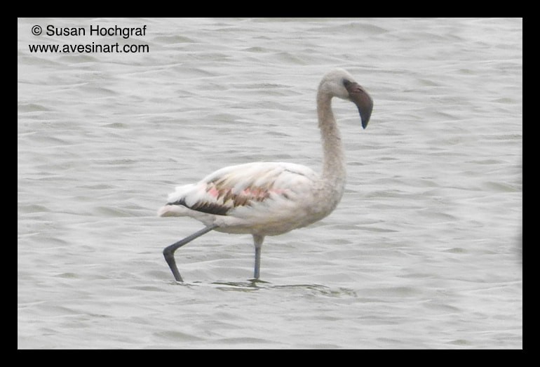 Lesser Flamingo - ML652592041