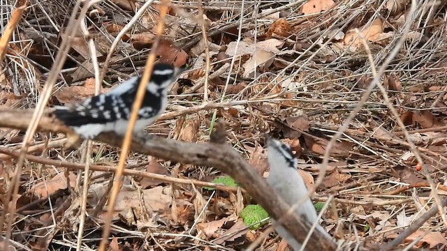 strakapoud osikový - ML652592051