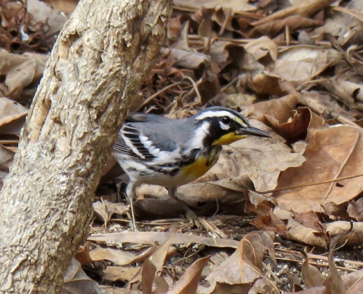 סבכון צהוב-גרון - ML652592441