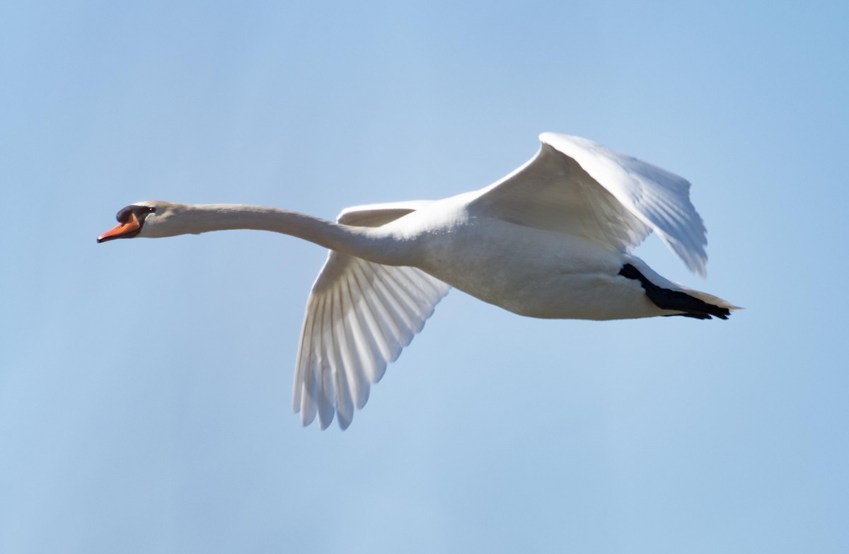 Cigno reale - ML652592450